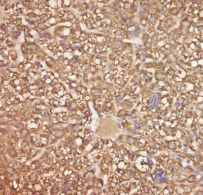 Immunohistochemistry-Paraffin: C5orf51 Antibody [NBP2-32025] - Positive staining can be observed in the cytoplasm in the mouse liver at 5 days of age. Image submitted by a verified customer review. 