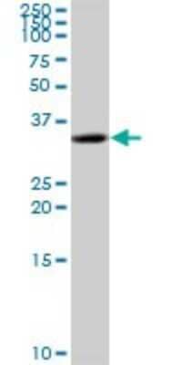 Western Blot: C5orf51 Antibody [H00285636-B01P] - Analysis of C5orf51 expression in HepG2 .