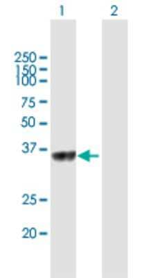 Western Blot: C5orf51 Antibody [H00285636-B01P] - Analysis of C5orf51 expression in transfected 293T cell line by C5orf51 polyclonal antibody.  Lane 1: C5orf51 transfected lysate(32.34 KDa). Lane 2: Non-transfected lysate.