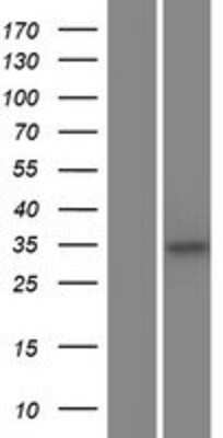 Western Blot C5orf51 Overexpression Lysate