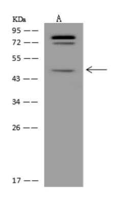 Western Blot: C5orf60 Antibody [NBP3-06034] - Anti-C5orf60 rabbit polyclonal antibody at 1:500 dilution Lane A: HepG2 Whole Cell Lysate Lysates/proteins at 30 ug per lane. Secondary Goat Anti-Rabbit IgG (H+L)HRP at 110000 dilution. Developed using the ECL technique. Performed under reducing conditions. Predicted band size:39 kDa Observed band size:47 kDa (We are unsure as to the identity of these extra bands.)