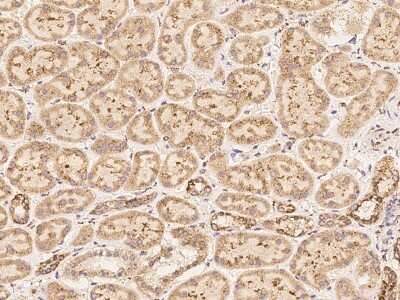 Immunohistochemistry: C6orf136 Antibody [NBP3-06307] - Immunochemical staining of human C6orf136 in human kidney with rabbit polyclonal antibody at 1:500 dilution, formalin-fixed paraffin embedded sections.