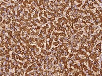 Immunohistochemistry-Paraffin: C6orf136 Antibody [NBP3-06307] - Immunochemical staining of human C6orf136 in human liver with rabbit polyclonal antibody at 1:500 dilution, formalin-fixed paraffin embedded sections.