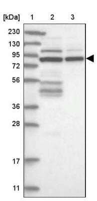 Western Blot: C6orf174 Antibody [NBP2-34001] - Lane 1: Marker [kDa] 230, 130, 95, 72, 56, 36, 28, 17, 11Lane 2: Human cell line RT-4Lane 3: Human cell line U-251MG sp