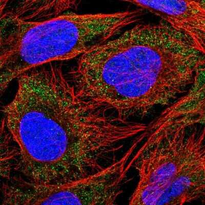 Immunocytochemistry/Immunofluorescence: SLC18B1 Antibody [NBP2-56822] - Staining of human cell line U-2 OS shows localization to cytosol. Antibody staining is shown in green.