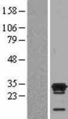 Western Blot ECAT1 Overexpression Lysate