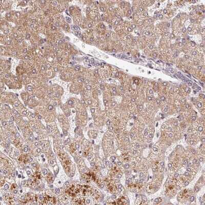 Immunohistochemistry C6orf222 Antibody - BSA Free