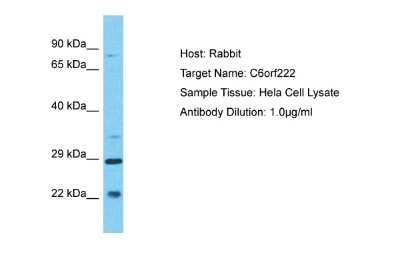 Western Blot C6orf222 Antibody - BSA Free