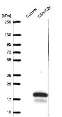 Western Blot: C6orf226 Antibody [NBP1-91739] - Analysis in control (vector only transfected HEK293T lysate) and C6orf226 over-expression lysate (Co-expressed with a C-terminal myc-DDK tag (3.1 kDa) in mammalian HEK293T cells).