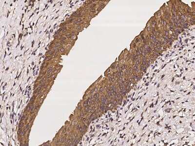 Immunohistochemistry-Paraffin C6orf47 Antibody - BSA Free