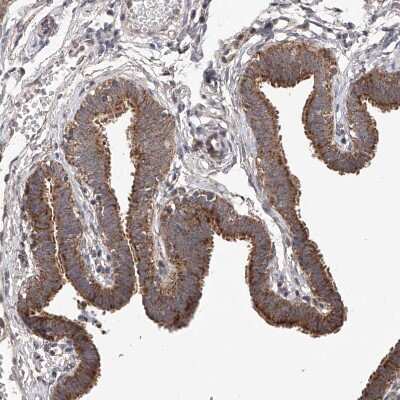 Immunohistochemistry-Paraffin: SDHAF4 Antibody [NBP1-86324] - Staining of human fallopian tube shows moderate to strong cytoplasmic positivity in glandular cells.