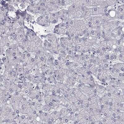 Immunohistochemistry-Paraffin: C6orf58 Antibody [NBP2-48738] - Staining of human liver shows low expression as expected.