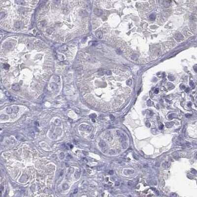 Immunohistochemistry-Paraffin: C6orf58 Antibody [NBP2-48738] - Staining of human kidney.