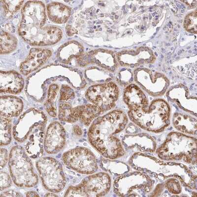 Immunohistochemistry: C6orf72 Antibody [NBP2-38489] - Staining of human kidney shows strong cytoplasmic positivity in renal tubules.