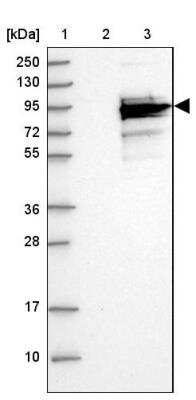 Western Blot: C6orf97 Antibody [NBP2-37860] - Lane 1: Marker [kDa] 250, 130, 95, 72, 55, 36, 28, 17, 10Lane 2: Negative control (vector only transfected HEK293T lysate)Lane 3: Over-expression lysate (Co-expressed with a C-terminal myc-DDK tag (3.1 kDa) in mammalian HEK293T cells.