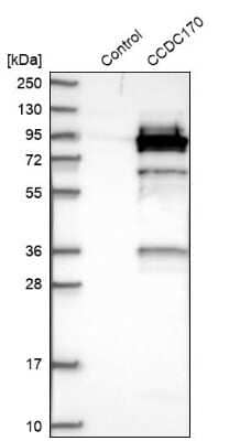 Western Blot: CCDC170 Antibody [NBP2-48579] -  Analysis in control (vector only transfected HEK293T lysate) and CCDC170 over-expression lysate (Co-expressed with a C-terminal myc-DDK tag (3.1 kDa) in mammalian HEK293T cells).