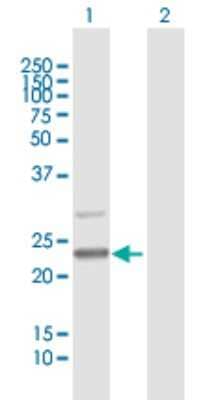 Western Blot: C7orf30 Antibody [H00115416-B01P] - Analysis of C7orf30 expression in transfected 293T cell line by C7orf30 polyclonal antibody.  Lane 1: C7orf30 transfected lysate(25.74 KDa). Lane 2: Non-transfected lysate.