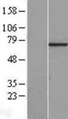 Western Blot: C7orf31 Overexpression Lysate (Adult Normal) [NBL1-08552] Left-Empty vector transfected control cell lysate (HEK293 cell lysate); Right -Over-expression Lysate for C7orf31.