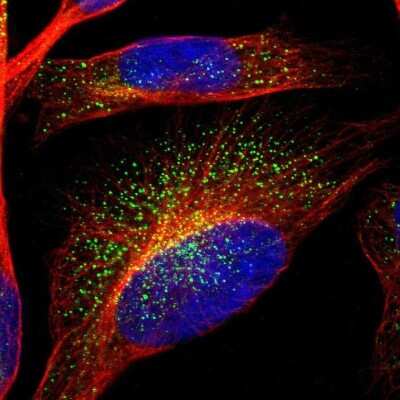 Immunocytochemistry/Immunofluorescence: C7orf42 Antibody [NBP1-83874] - Immunofluorescent staining of human cell line U-251 MG shows localization to vesicles.