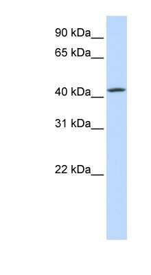 Western Blot: C7orf42 Antibody [NBP1-79208] - Hela cell lysate, concentration 0.2-1 ug/ml.