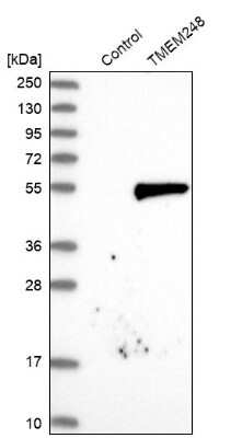 Western Blot: C7orf42 Antibody [NBP1-83874] - Analysis in control (vector only transfected HEK293T lysate) and TMEM248 over-expression lysate (Co-expressed with a C-terminal myc-DDK tag (3.1 kDa) in mammalian HEK293T cells).