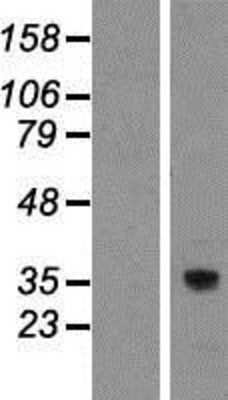 Western Blot: C7orf42 Overexpression Lysate (Adult Normal) [NBP2-06887] Left-Empty vector transfected control cell lysate (HEK293 cell lysate); Right -Over-expression Lysate for C7orf42.