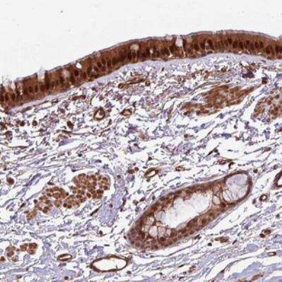 Immunohistochemistry-Paraffin: C7orf50 Antibody [NBP2-30873] - Staining of human bronchus shows strong cytoplasmic and nuclear positivity in respiratory epithelial cells.