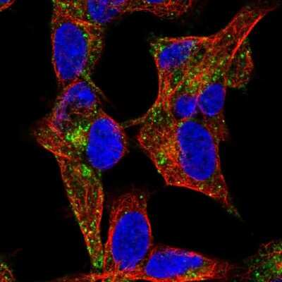Immunocytochemistry/ Immunofluorescence NYAP1 Antibody - BSA Free