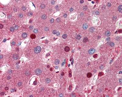 Immunohistochemistry: C8B Antibody [NBP2-87104] - Liver