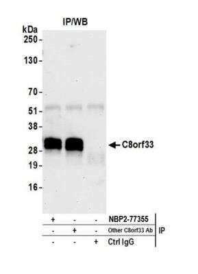 Immunoprecipitation: C8orf33 Antibody [NBP2-77355] - Detection of human C8orf33 by western blot of immunoprecipitates. Samples: Whole cell lysate (1.0 mg per IP reaction; 20% of IP loaded) from 293T cells prepared using NETN lysis buffer. Antibodies: Affinity purified rabbit anti-C8orf33 antibody NBP2-77355 used for IP at 6 ul per reaction. C8orf33 was also immunoprecipitated by another rabbit anti-C8orf33 antibody. For blotting immunoprecipitated C8orf33, NBP2-77355 was used at 1:1000. Detection: Chemiluminescence with an exposure time of 30 seconds.