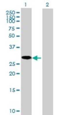 Western Blot C8orf33 Antibody - Azide and BSA Free