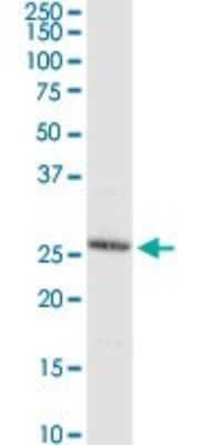 Western Blot C8orf33 Antibody - Azide and BSA Free