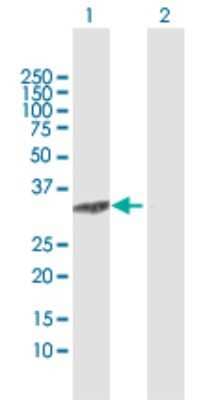Western Blot: C8orf33 Antibody [H00065265-D01P] - Analysis of C8orf33 expression in transfected 293T cell line by C8orf33 polyclonal antibody.Lane 1: C8orf33 transfected lysate(25.30 KDa).Lane 2: Non-transfected lysate.