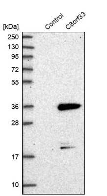 Western Blot: C8orf33 Antibody [NBP1-82154] - Analysis in control (vector only transfected HEK293T lysate) and C8orf33 over-expression lysate (Co-expressed with a C-terminal myc-DDK tag (3.1 kDa) in mammalian HEK293T cells).