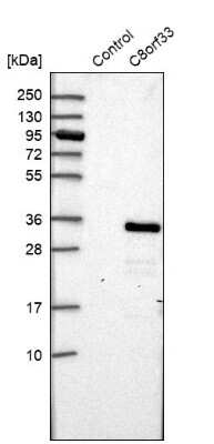 Western Blot C8orf33 Antibody - BSA Free