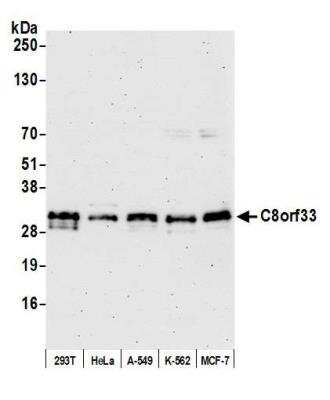 Western Blot: C8orf33 Antibody [NBP2-77355] - Samples: Whole cell lysate (15 ug) from HEK293T, HeLa, A-549, K-562, and MCF-7 cells prepared using NETN lysis buffer. Antibody: Affinity purified rabbit anti-C8orf33 antibody NBP2-77355 used for WB at 1:1000. Detection: Chemiluminescence with an exposure time of 75 seconds.