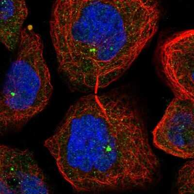 Immunocytochemistry/ Immunofluorescence TTI2 Antibody - BSA Free