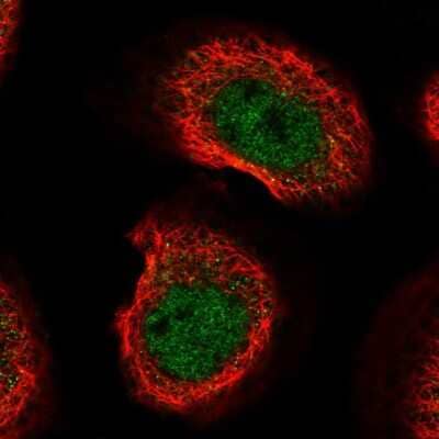 Immunocytochemistry/ Immunofluorescence C8orf44 Antibody - BSA Free