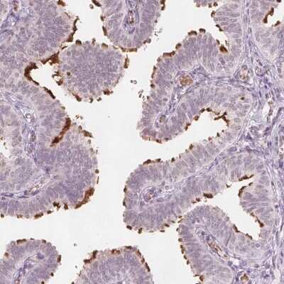 <b>Orthogonal Strategies Validation. </b>Immunohistochemistry-Paraffin: C8orf47 Antibody [NBP1-93790] - Staining of human fallopian tube shows high expression.