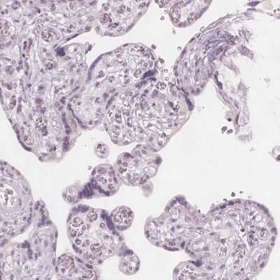 Immunohistochemistry-Paraffin: C8orf47 Antibody [NBP1-93790] - Staining of human placenta shows low expression as expected.