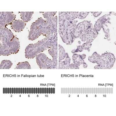 Immunohistochemistry-Paraffin: C8orf47 Antibody [NBP1-93790] - Staining in human fallopian tube and placenta tissues using anti-ERICH5 antibody. Corresponding ERICH5 RNA-seq data are presented for the same tissues.