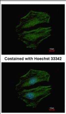 Immunocytochemistry/Immunofluorescence: C8orf48 Antibody [NBP2-15652] - Analysis of methanol-fixed HeLa, using antibody at 1:500 dilution.