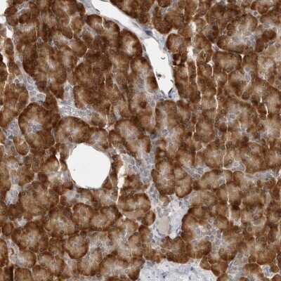 Immunohistochemistry-Paraffin: C8orf48 Antibody [NBP1-93918] - Staining of human pancreas shows strong cytoplasmic positivity in exocrine glandular cells.