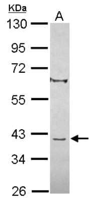 Western Blot: C8orf48 Antibody [NBP2-15652] - Sample (30 ug of whole cell lysate) A: Hep G2 10% SDS PAGE gel, diluted at 1:1000.
