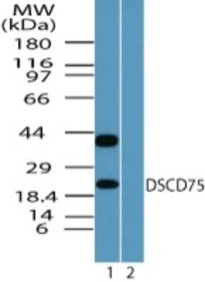 Western Blot: C8orf55 Antibody [NBP2-24492] - Analysis of DSCD75 in human skeletal muscle lysate in the 1) absence and 2) presence of immunizing peptide using NBP2-24492 at 0.1 ug/ml.