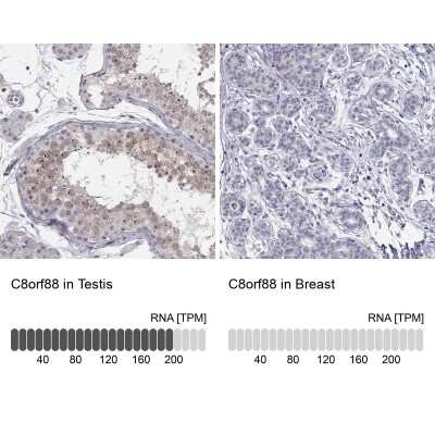 Immunocytochemistry/Immunofluorescence: C8orf88 Antibody [NBP3-16961] - Analysis in human testis and breast tissues using Anti-C8orf88 antibody. Corresponding C8orf88 RNA-seq data are presented for the same tissues.
