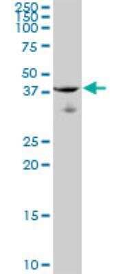 Western Blot: C9orf100 Antibody [H00084904-B01P] - C9orf100 MaxPab polyclonal antibody. Western Blot analysis of C9orf100 expression in Jurkat.