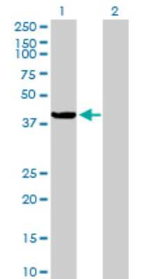 Western Blot: C9orf100 Antibody [H00084904-B01P] - Analysis of C9orf100 expression in transfected 293T cell line by C9orf100 polyclonal antibody.  Lane 1: C9orf100 transfected lysate(36.96 KDa). Lane 2: Non-transfected lysate.