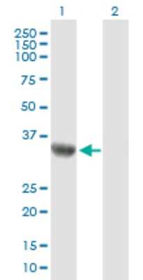 Western Blot: C9orf100 Antibody [H00084904-B02P] - Analysis of C9orf100 expression in transfected 293T cell line by C9orf100 polyclonal antibody.  Lane 1: C9orf100 transfected lysate(38.3 KDa). Lane 2: Non-transfected lysate.
