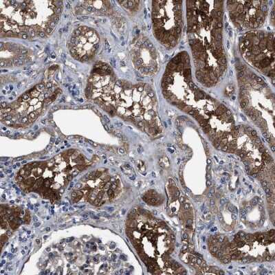 Immunohistochemistry-Paraffin C9orf103 Antibody - BSA Free